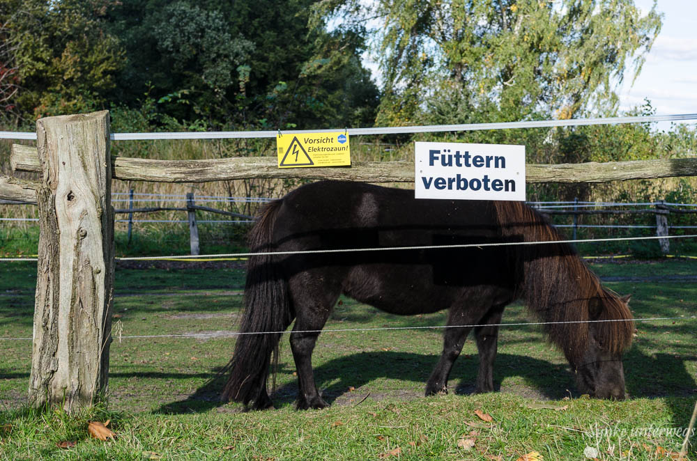 Pony auf der Berliner Pfaueninsel