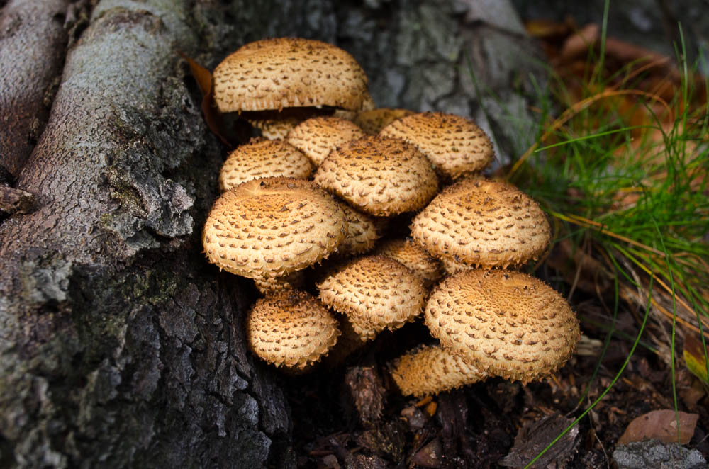Pilze Familie im Herbst Wald
