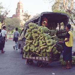 Bananenstauden Yangon