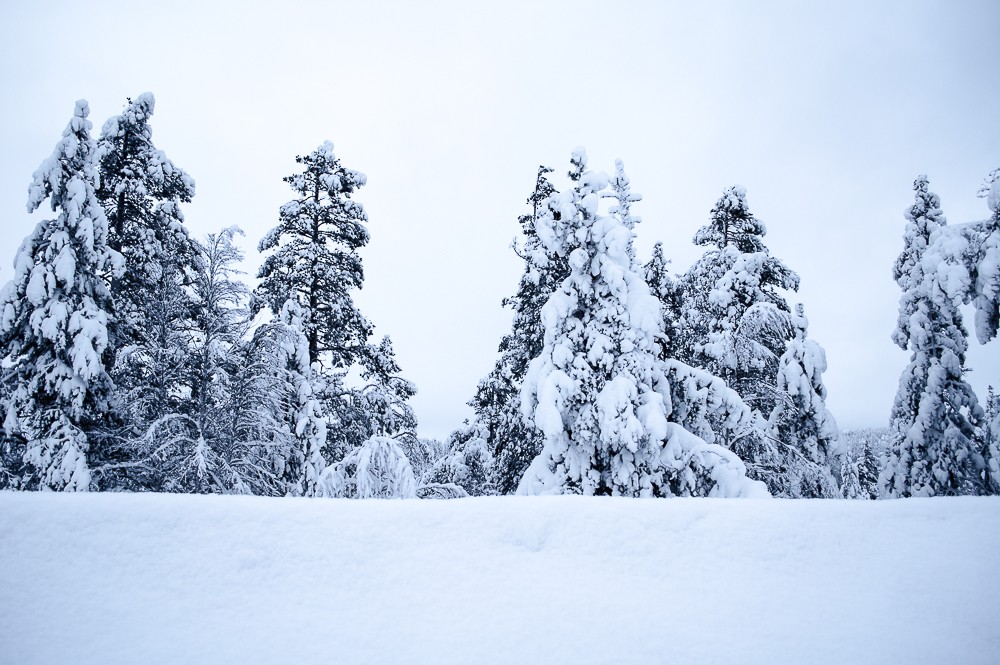 Winter in Lapland