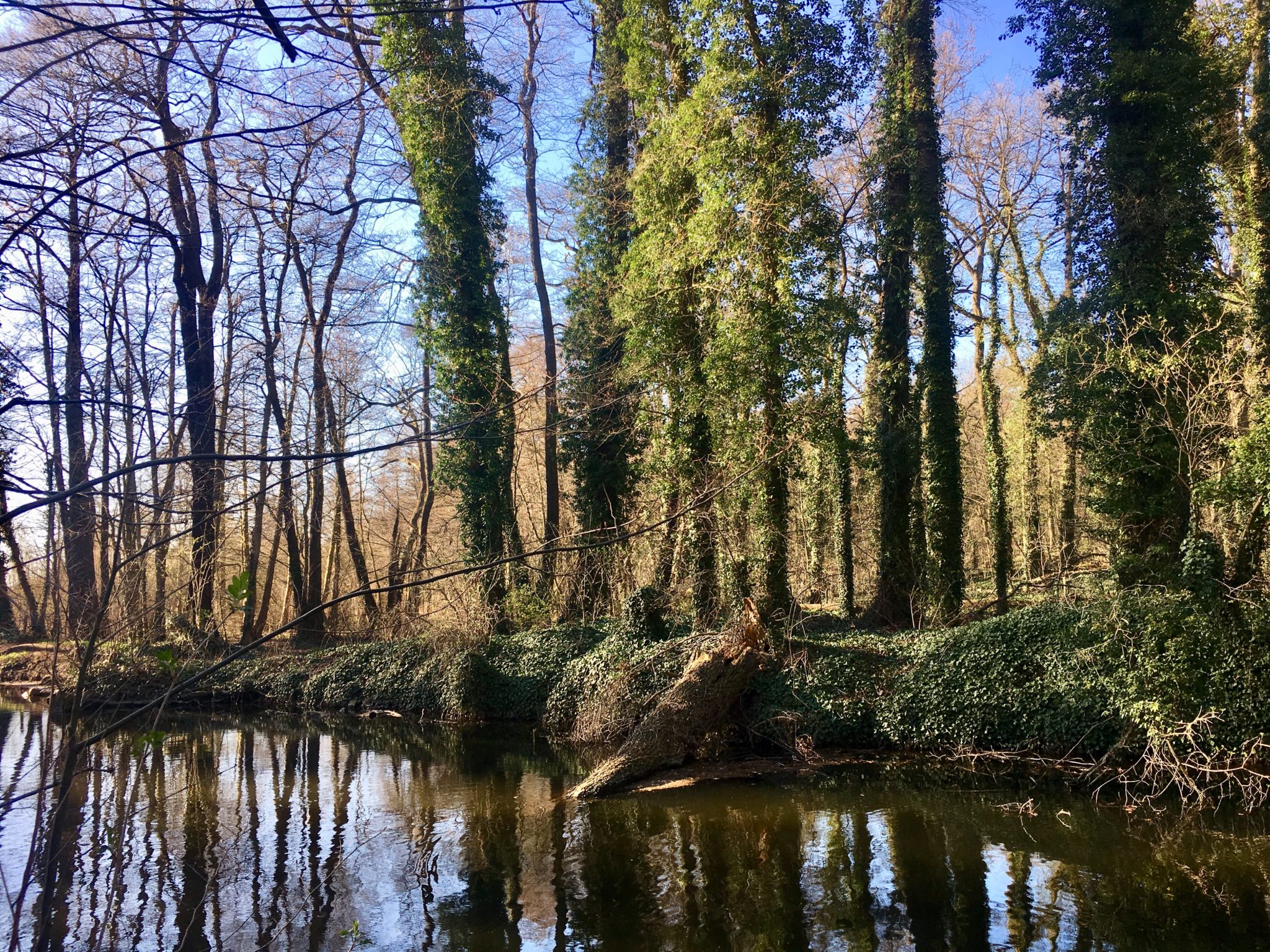Brandenburgischer Urwald am Schwielowsee bei Potsdam