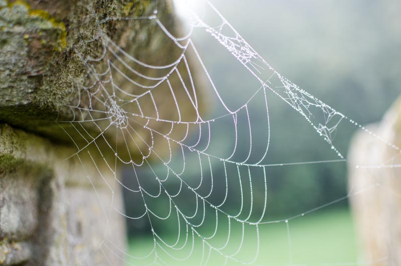 Spinnennetze mit Morgentau am Friedhof in Oaksley in den englischen Cotswolds im Herbst