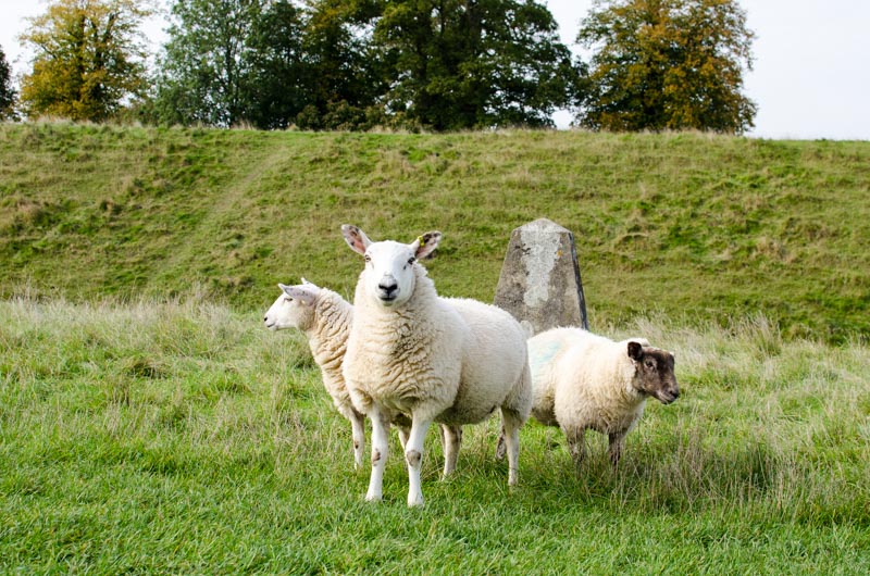 Die drei Schafe fühlen sich im Averbruy Steinkreis auch wohl