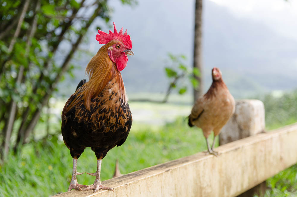 Freilaufende Hühner auf Kauai