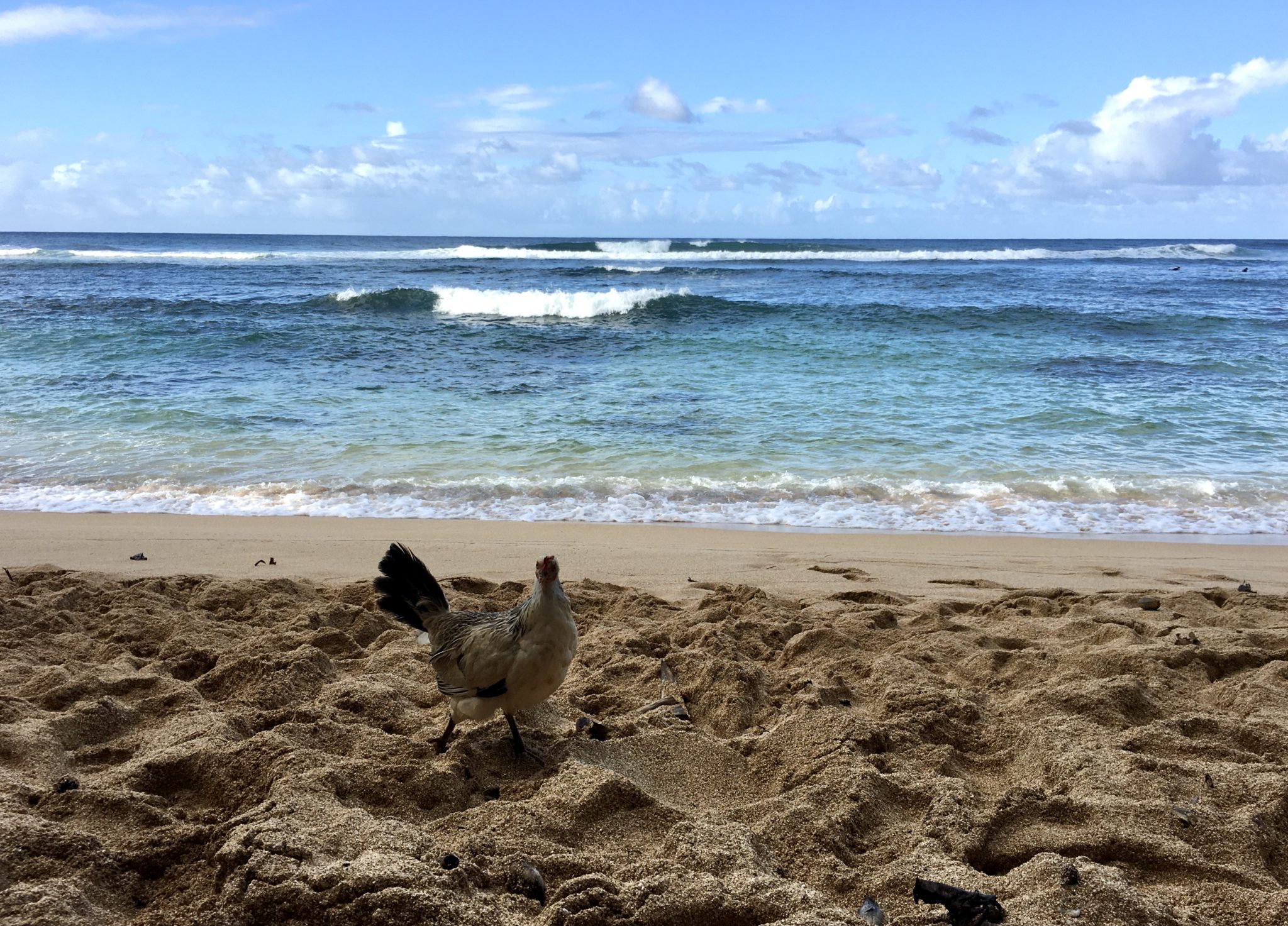 Hideaways Beach Chicken in Kauai