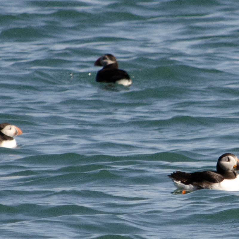 Puffins in Wales