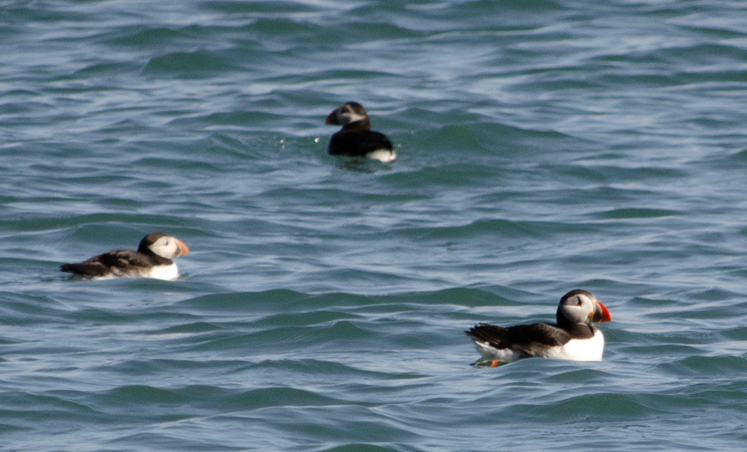 Puffins in Wales