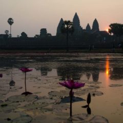 Seerosenteich in Angkor Wat